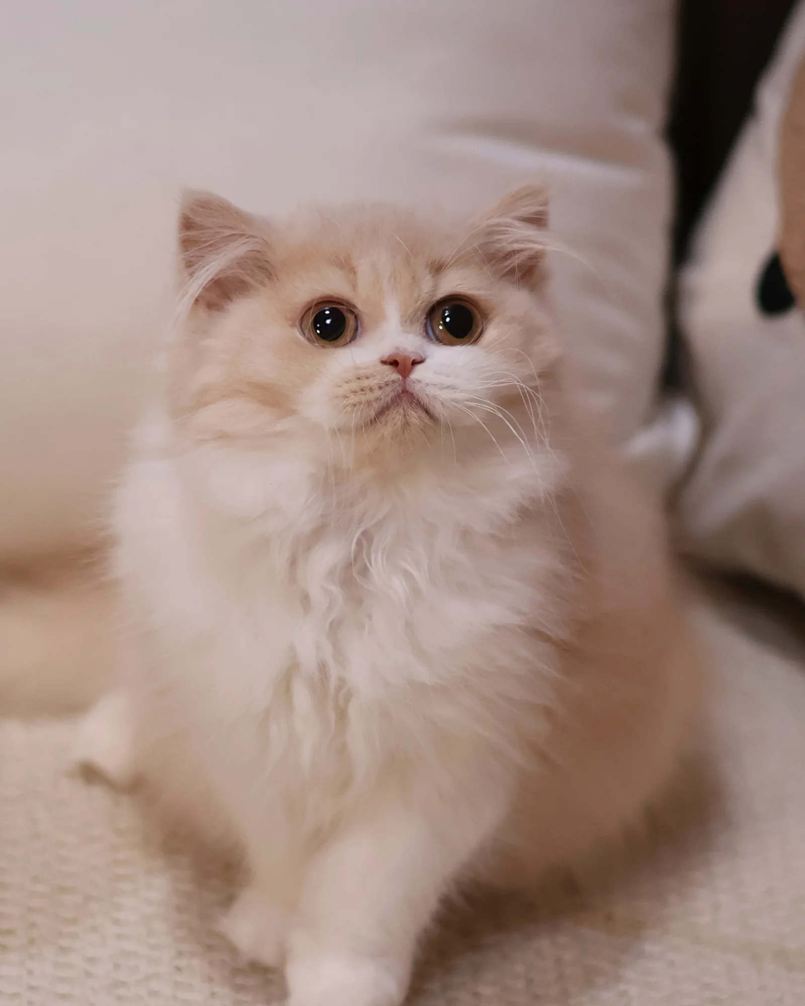 Zululu