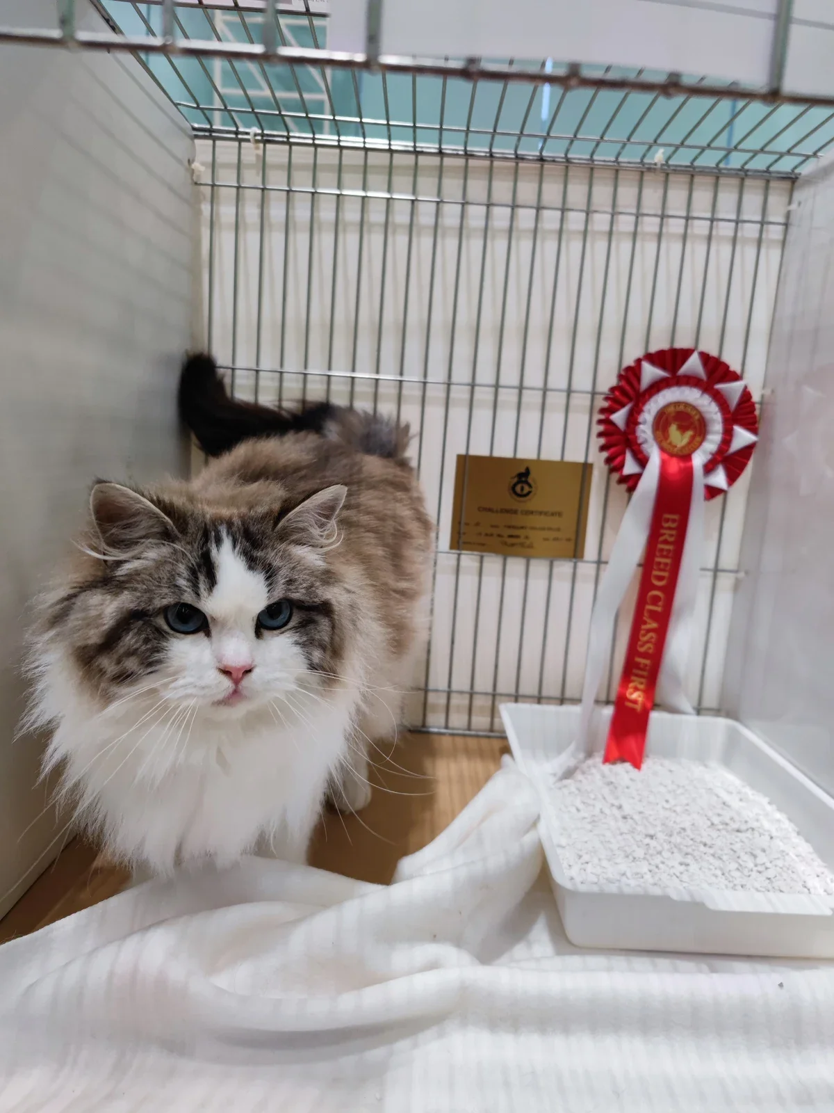 A Ragdoll in a show pen beside a Breed Class First rosette.