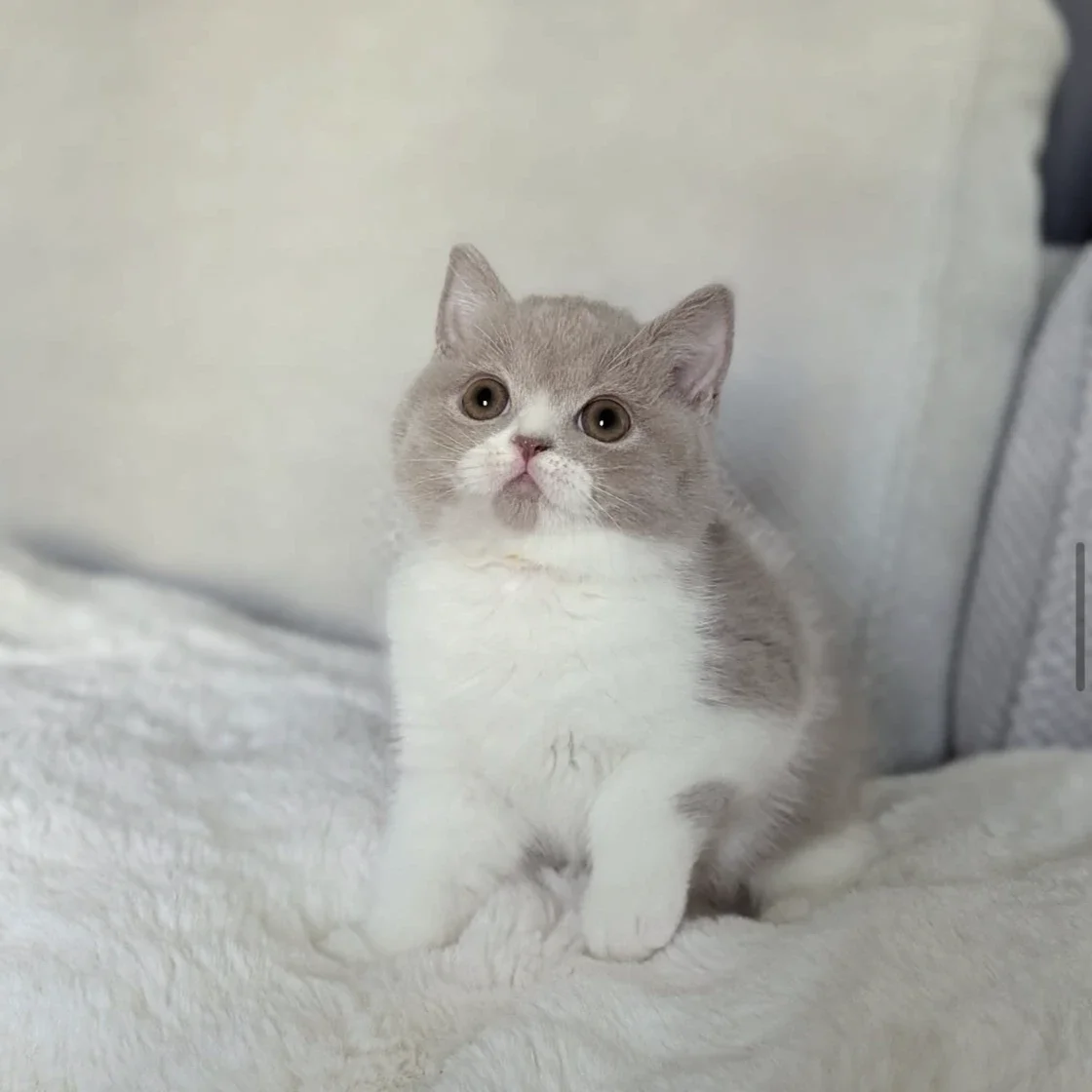 Toufu as a kitten.