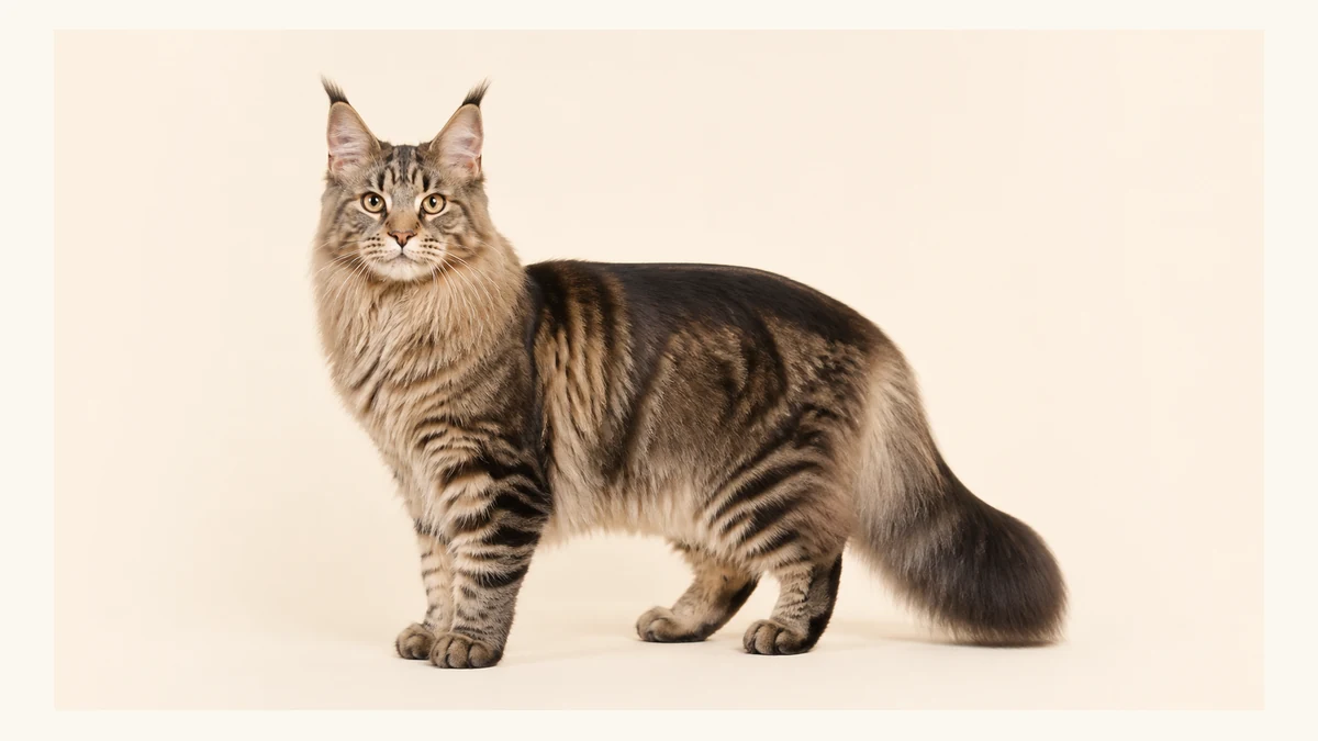 Maine Coon cat breed