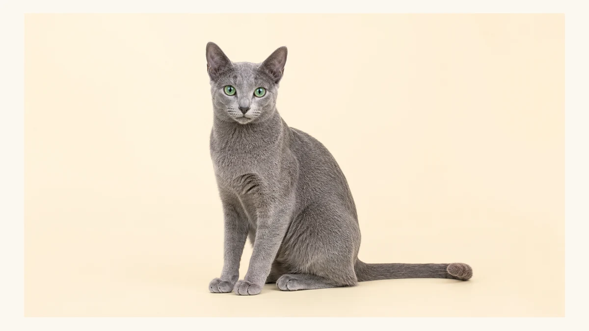 Russian Blue cat breed