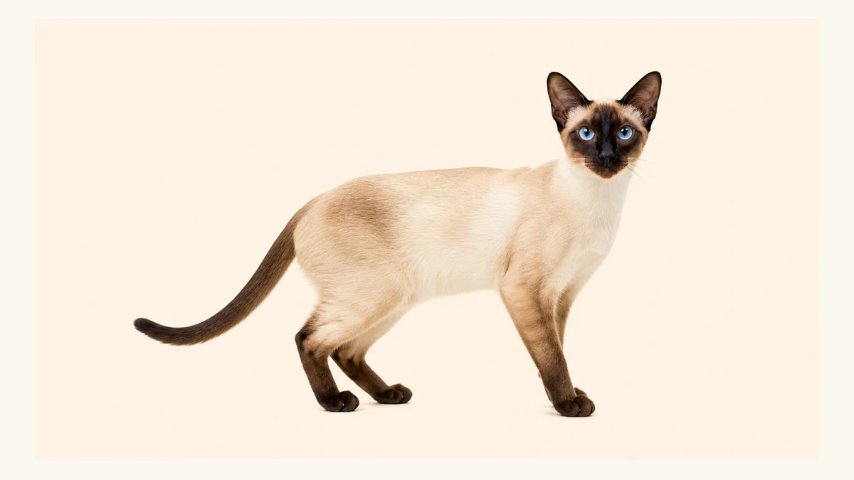 Siamese cat breed