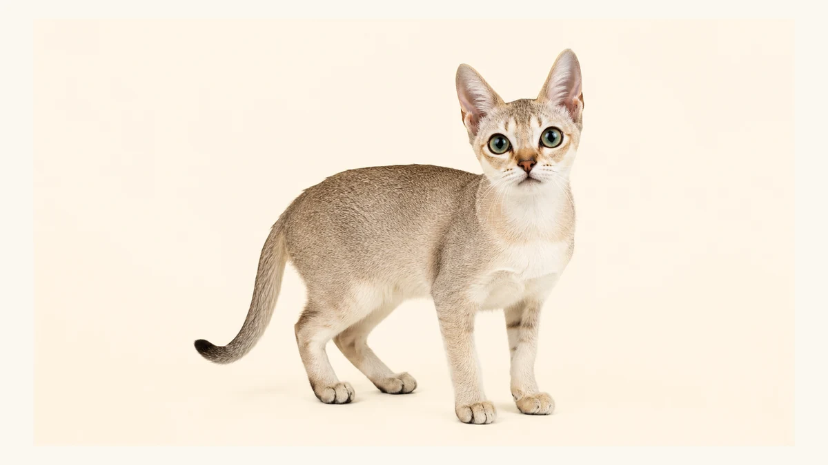 Singapura cat breed