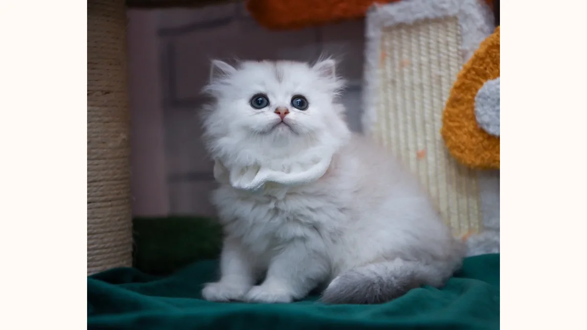 British Longhair