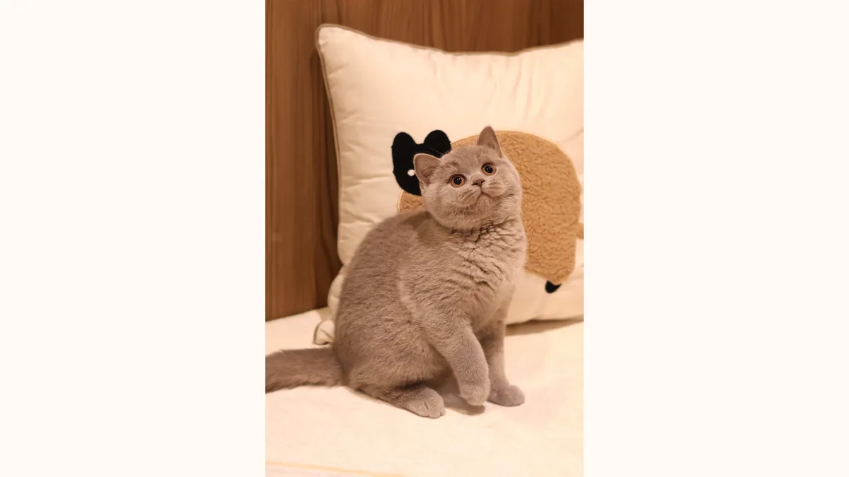 British Shorthair