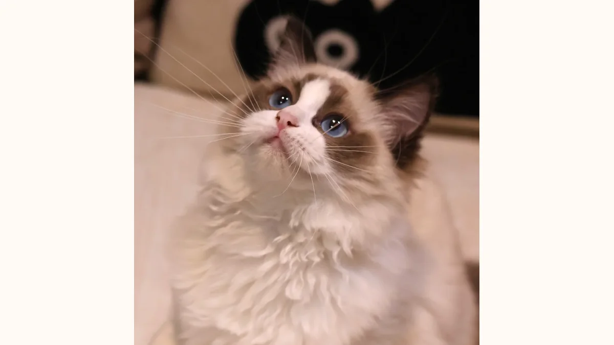 Ragdoll