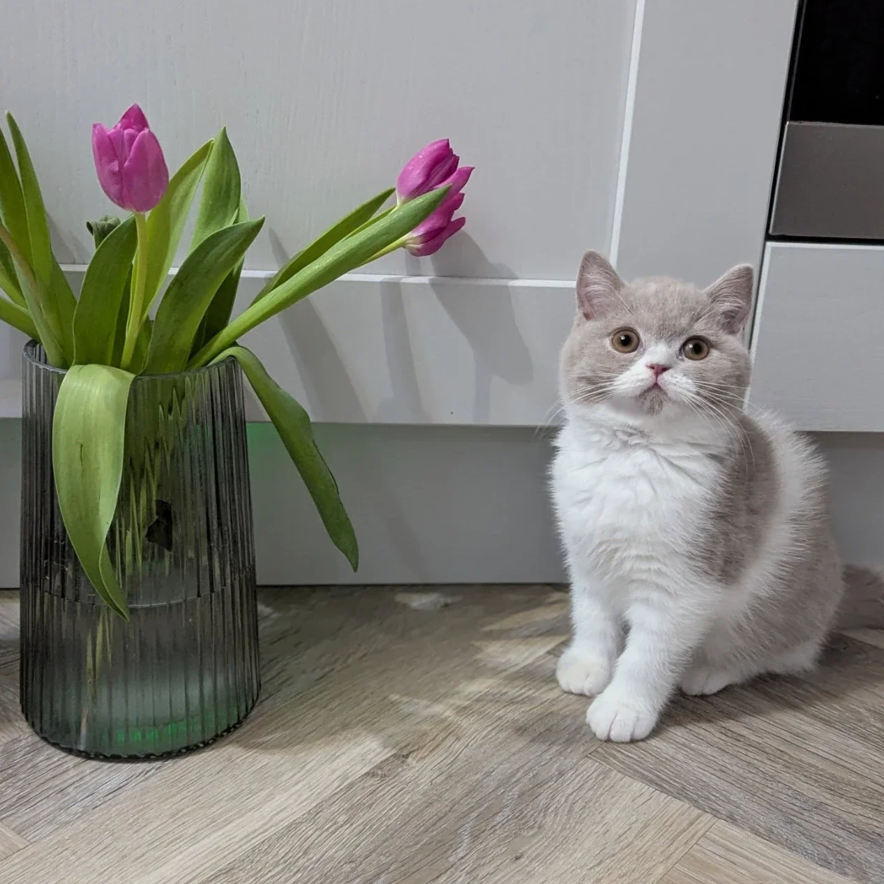 Toufu seated at home.
