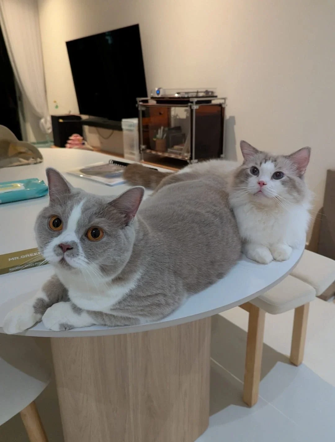 Toufu later, in the foreground beside a longhaired companion.