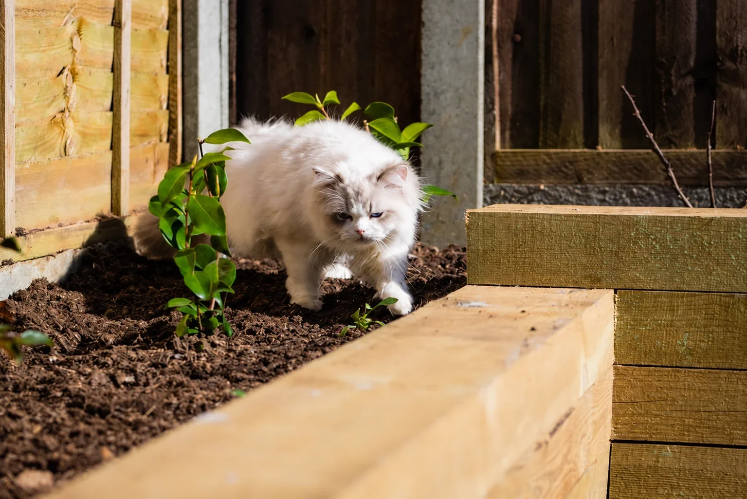 A pale long-haired cat walking through a raised garden bed.