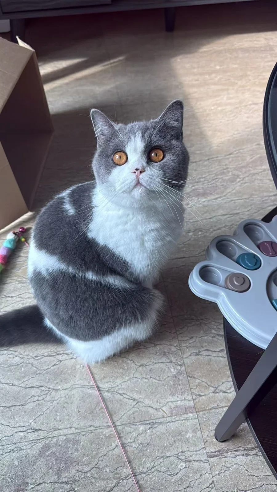 Why Choose NekoTown for Your British Shorthair?