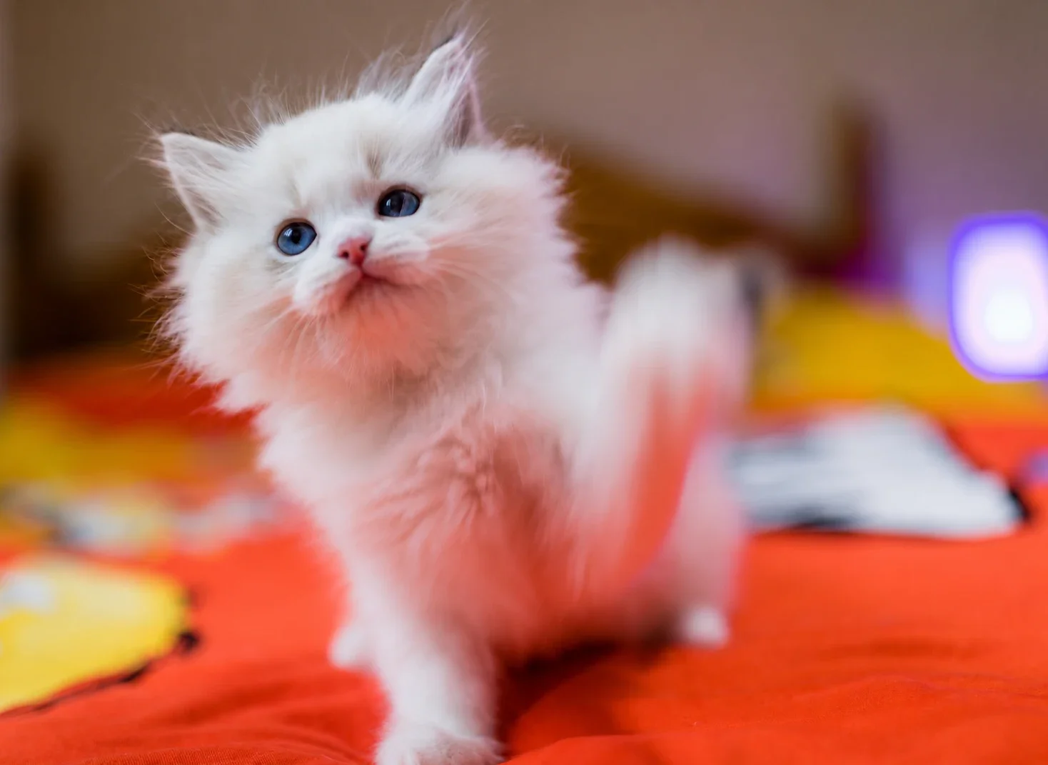 A blue-eyed kitten standing on an orange blanket.
