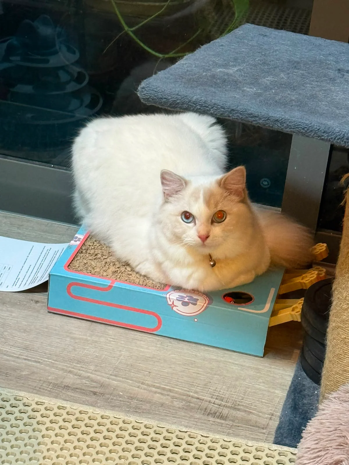 One year — resting on a scratcher, with the coat spreading across the back and sides.