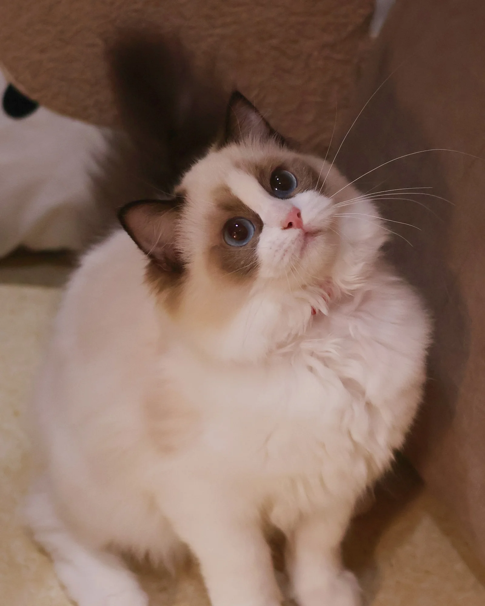 Bella