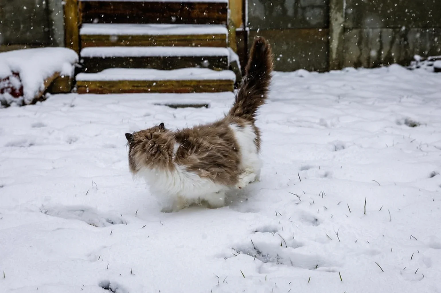 A Ragdoll turning in the snow with its tail raised.