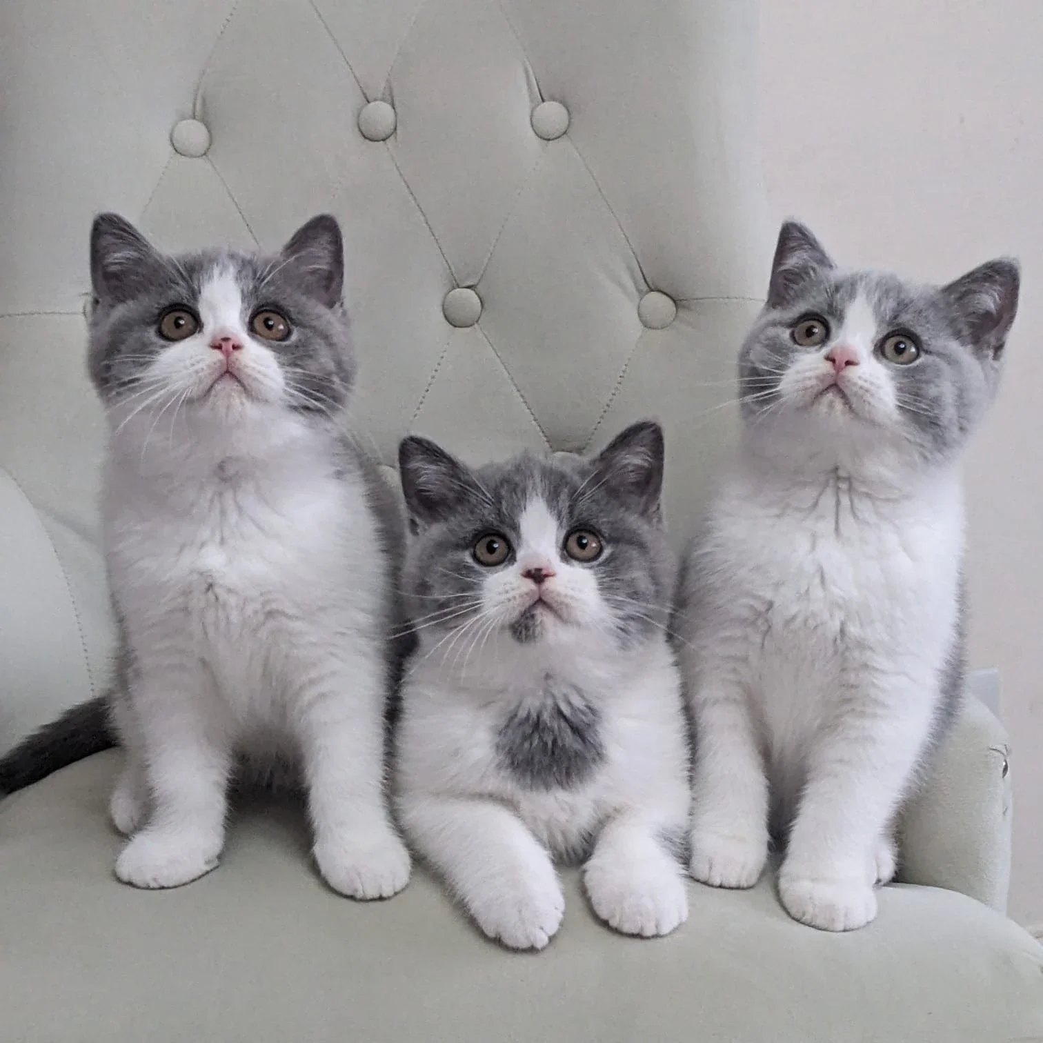 Lulu’s early group photograph.