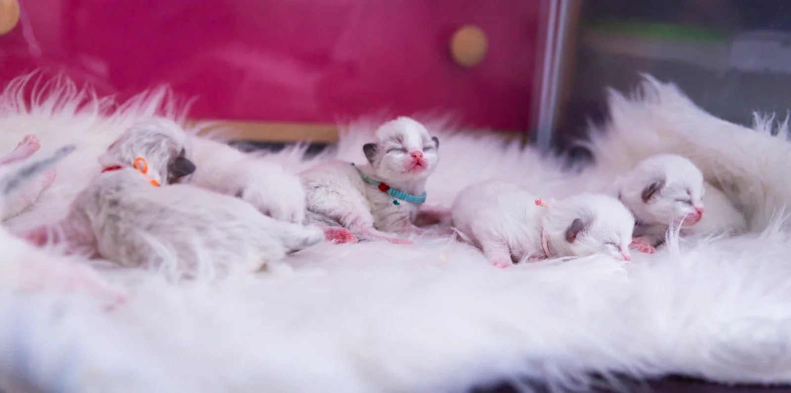 Young kittens resting together on soft white bedding.