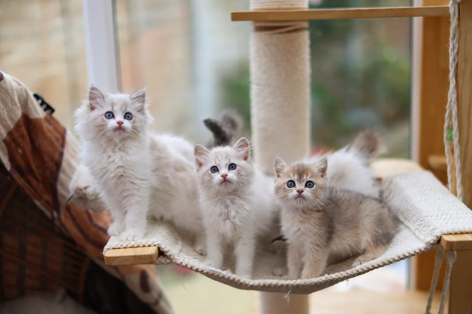Three kittens on a fabric hammock beside a window and scratching post.