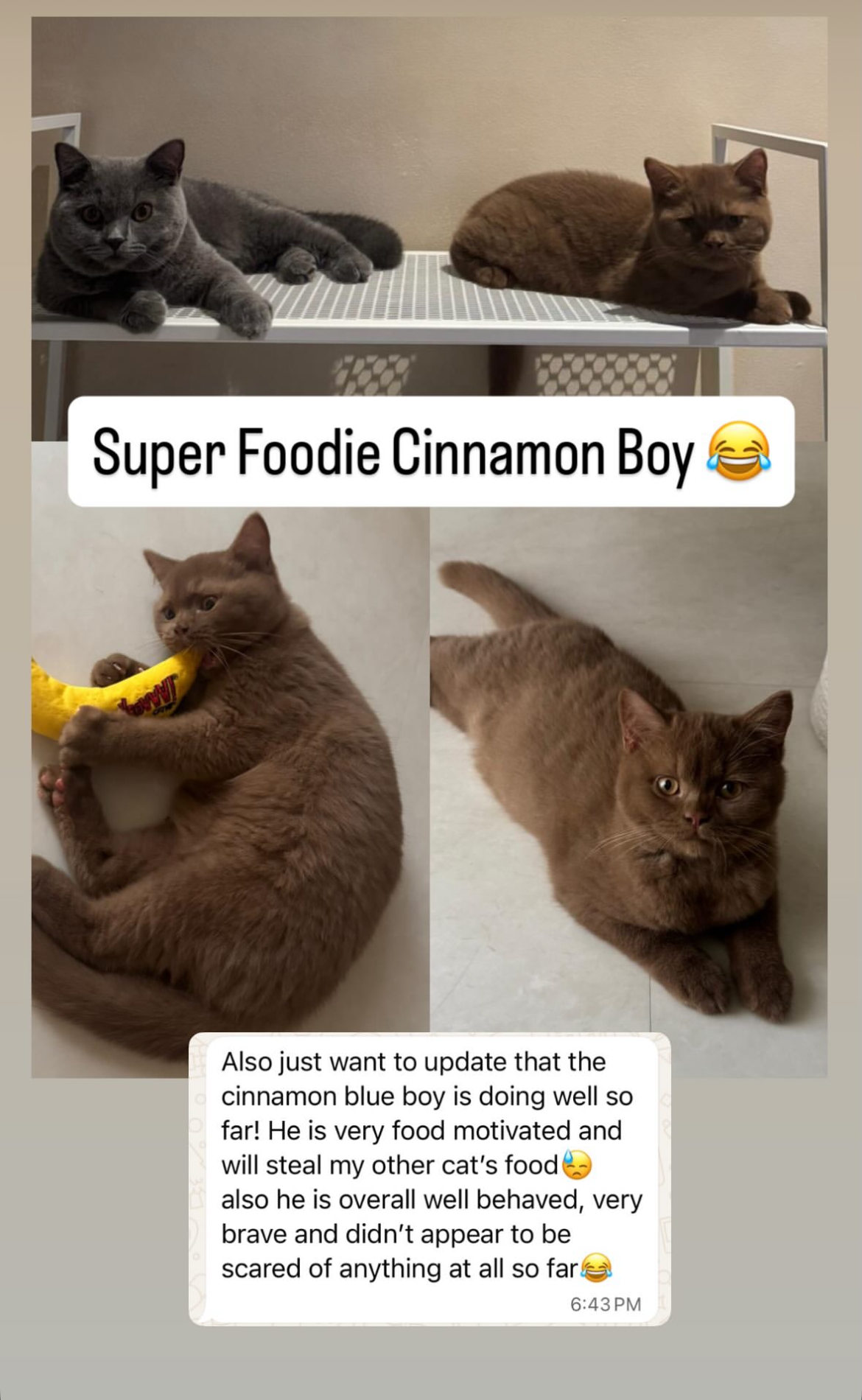 Also just want to update that the cinnamon blue boy is doing well so far! He is very food motivated and will steal my other cat’s food😓 also he is overall well behaved, very brave and didn’t appear to be scared of anything at all so far😂