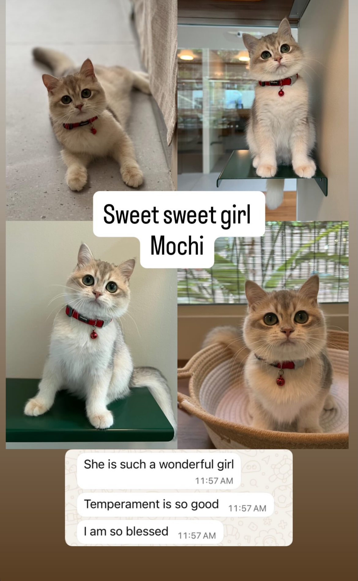 She is such a wonderful girl
Temperament is so good
I am so blessed