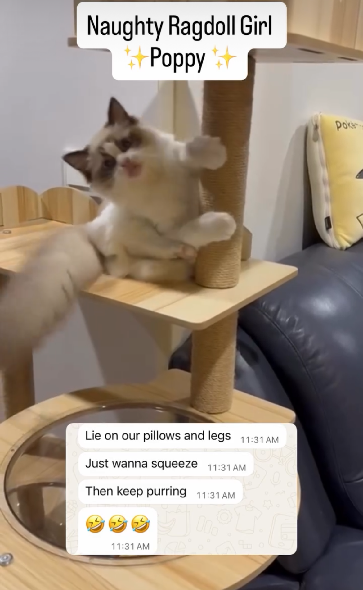 Lie on our pillows and legs
Just wanna squeeze
Then keep purring
🤣🤣🤣