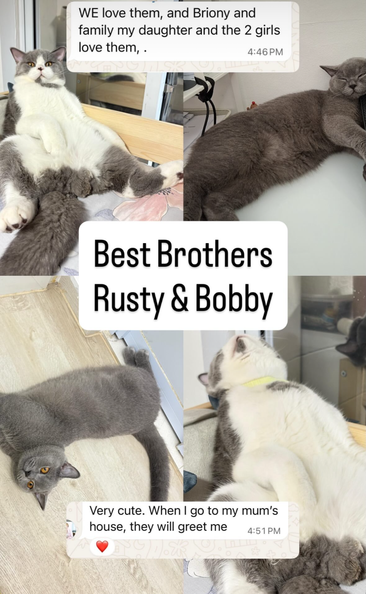 WE love them, and Briony and family my daughter and the 2 girls love them, .
Very cute. When I go to my mum’s house, they will greet me
❤️