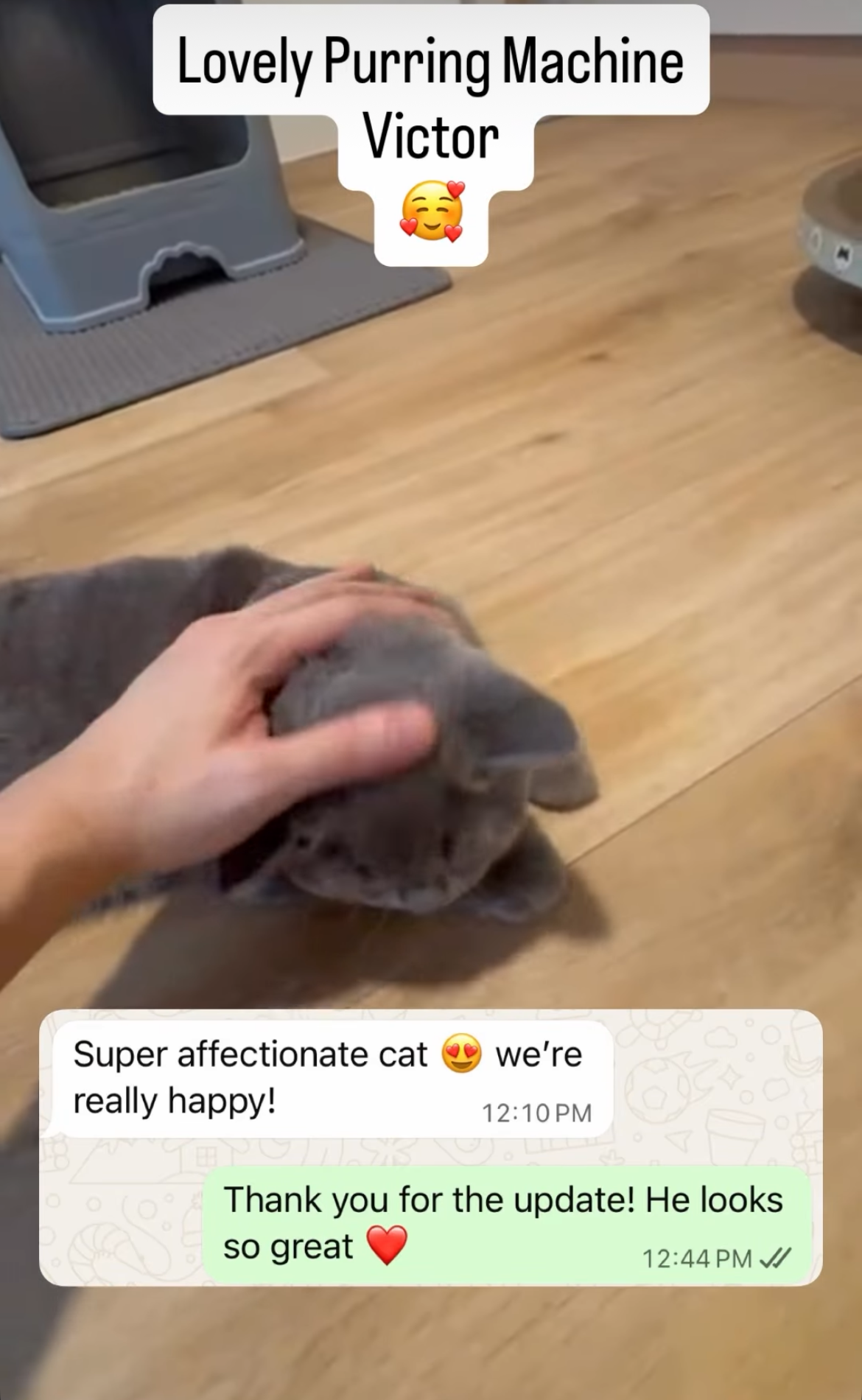 Super affectionate cat 😍 we're really happy!