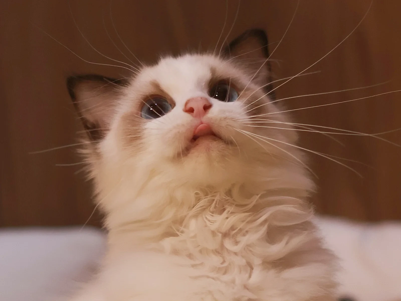 Seal Bicolour Ragdoll